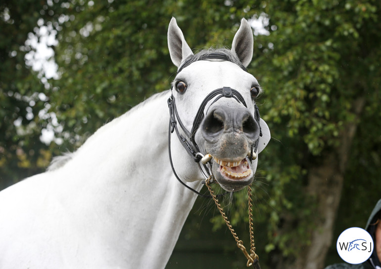 The Grand Prix winner Clarimo Ask.