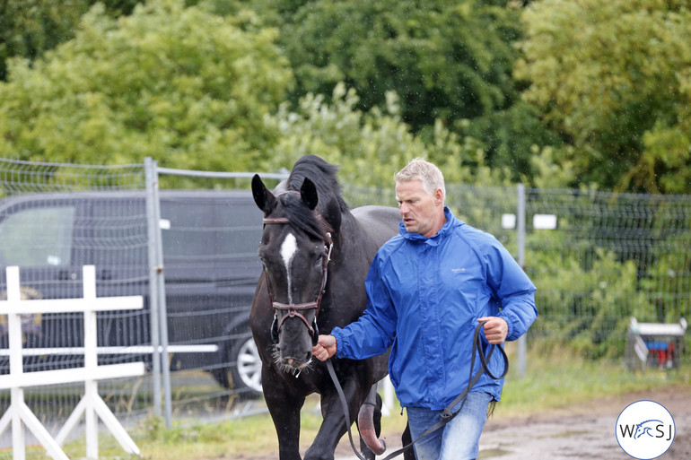 Carusso LS La Silla did everything to impress the mares at the vet-check. 