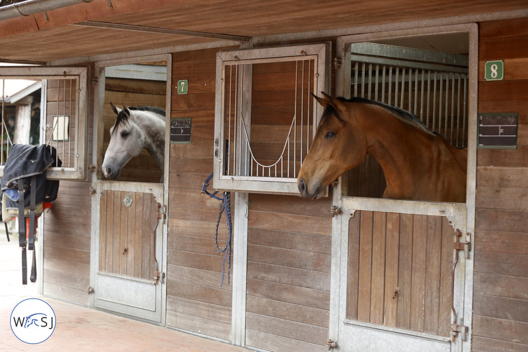 The stallion Cera Cassiago and the mare Cristalline were best friends, spending all the time together except from when one of them were showing. 