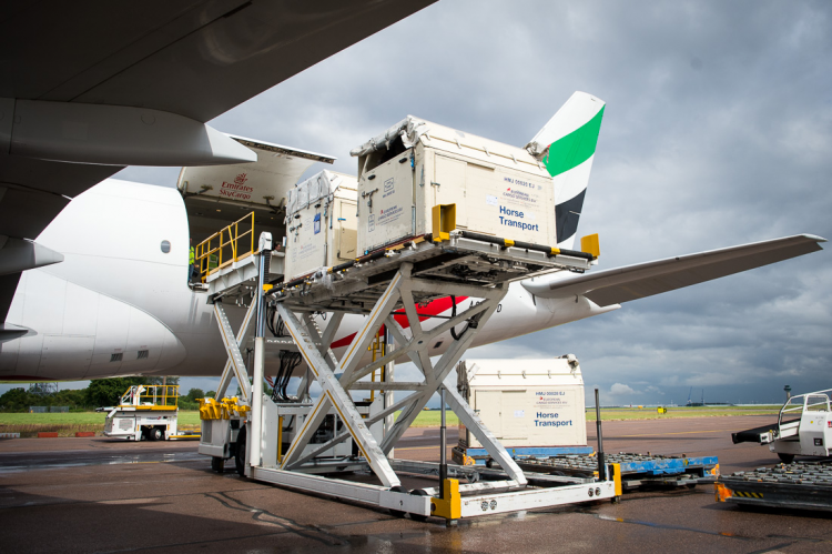 Horses bound for the Rio 2016 Olympic Games are loaded onto an Emirates SkyCargo Being 777-F at London Stansted Airport. Photo (c) FEI/Jon Stroud Media.