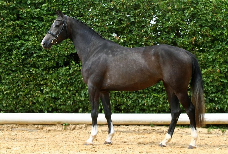 Claretina (Clarimo x Caretino)