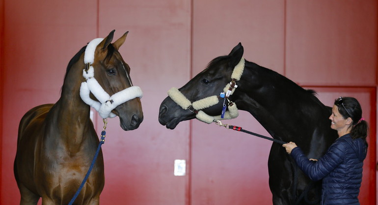 Azur and Cortes 'C' in Liege yesterday. Photo (c) Tiffany van Halle.