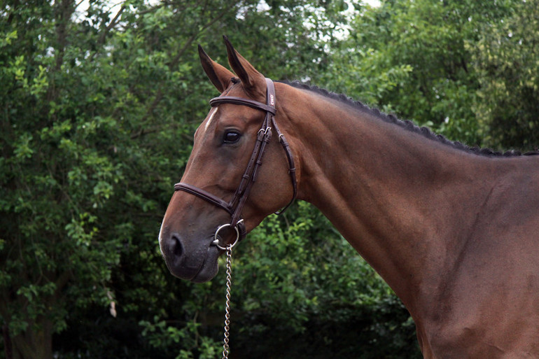 Sex Appeal 111 Z. Photo (c) Future Sport Horse Sales.