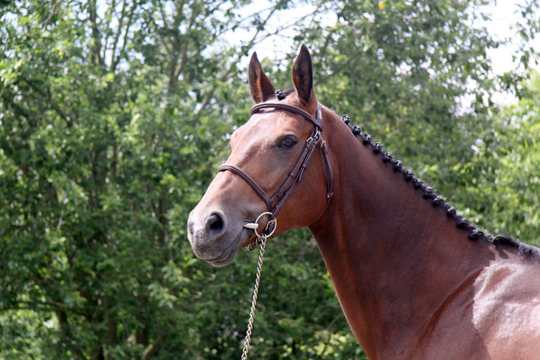 Gikke. Photo (c) Future Sport Horse Sales.