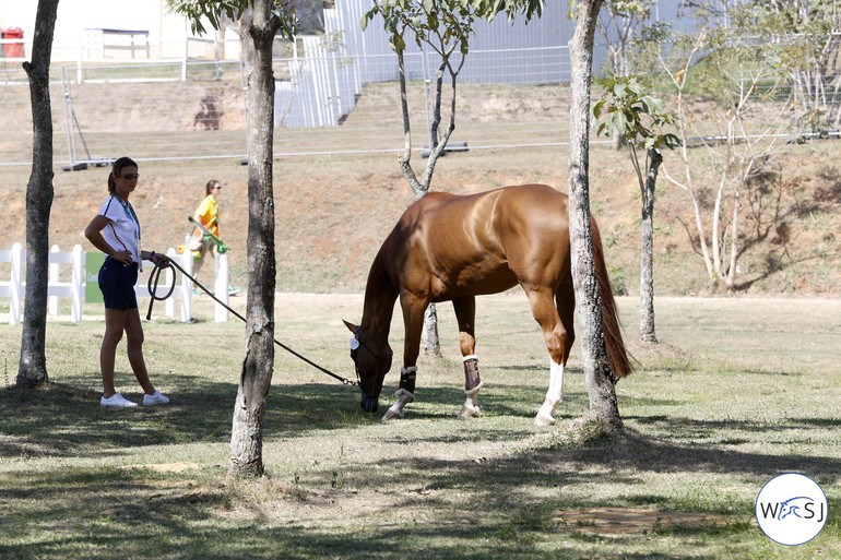 Penelope Leprevost only got to gras with Flora de Mariposa today, since she suffered from a smaller colic yesterday evening. 