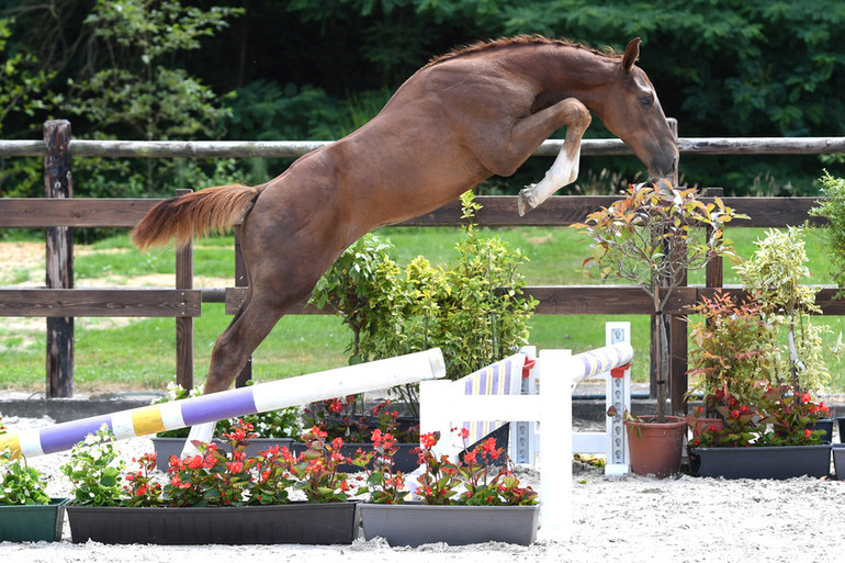 Belgian Foal Auction