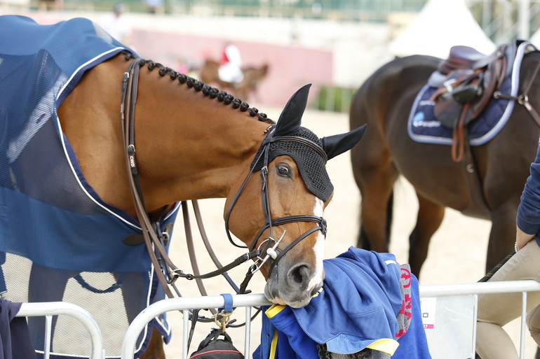 Photo (c) Tiffany Van Halle for World of Showjumping