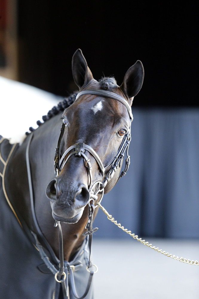 Photo (c) Tiffany Van Halle for World of Showjumping