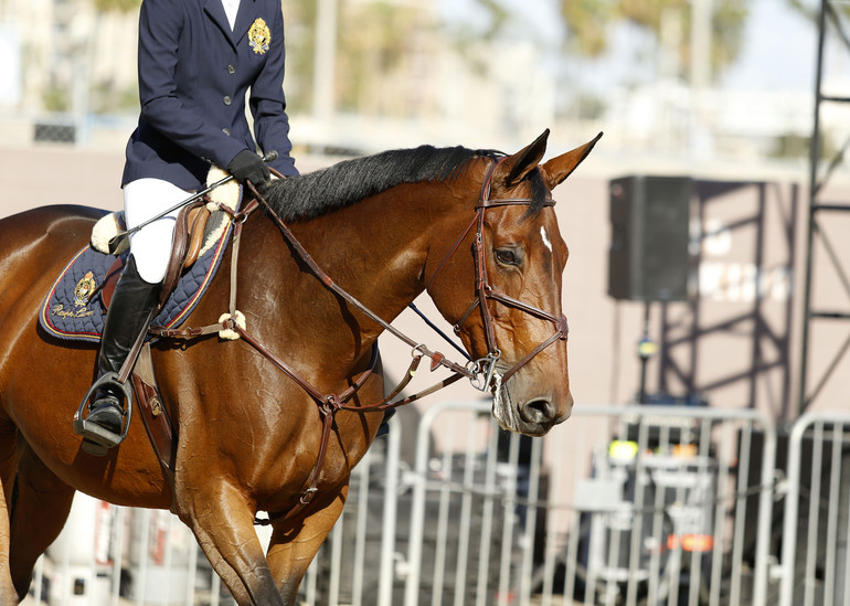 Photo (c) Tiffany Van Halle for World of Showjumping