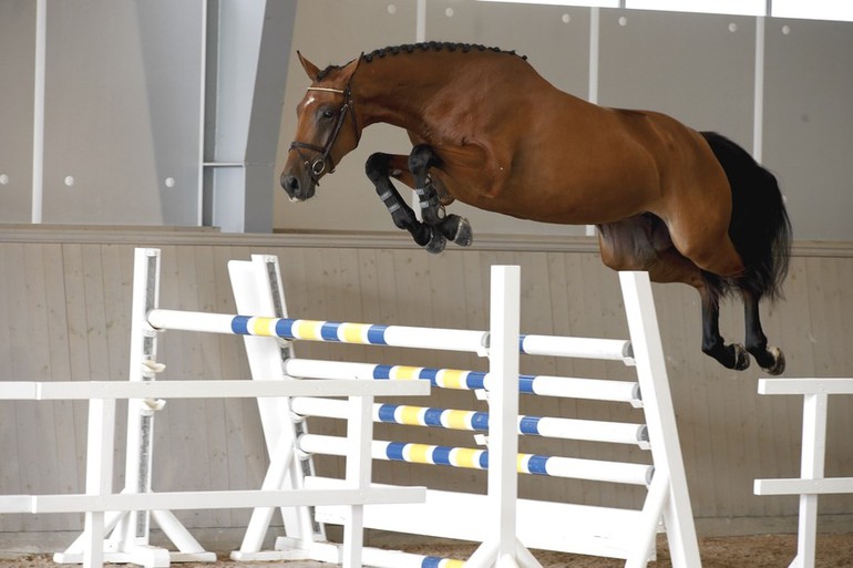 Lot 30 Iletto (Eldorado van de Zeshoek x Iroko)