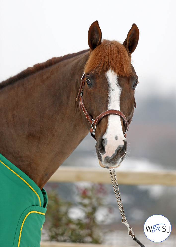 Photo (c) Tiffany Van Halle for World of Showjumping