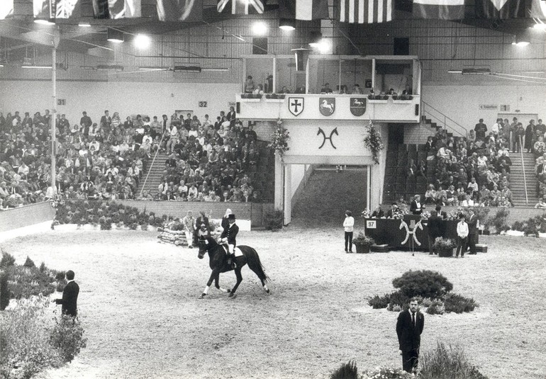 Hotspot Verden Auction: a tradition over 60 years for ambitious riders and breeders.