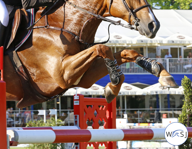 (c) World of Showjumping