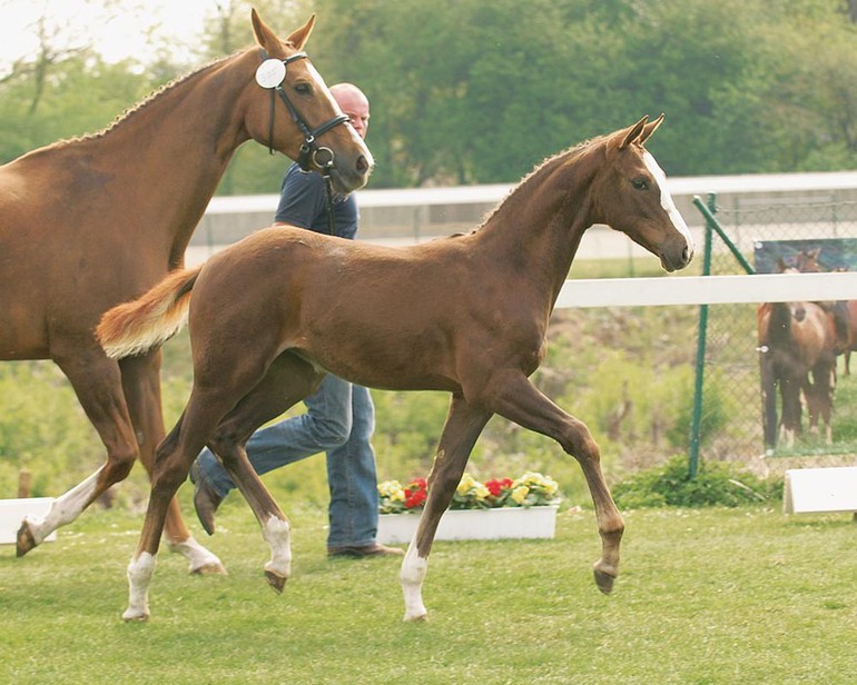 HH Callas was discovered as a foal at the Oldenburg Horse Center Vechta. 