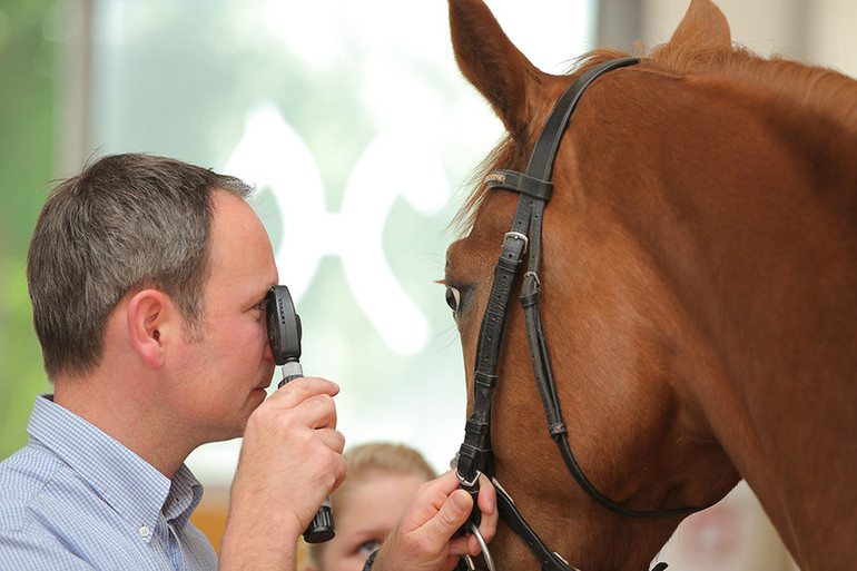 Only perfectly healthy horses are accepted for the collections of the Verden auctions. 