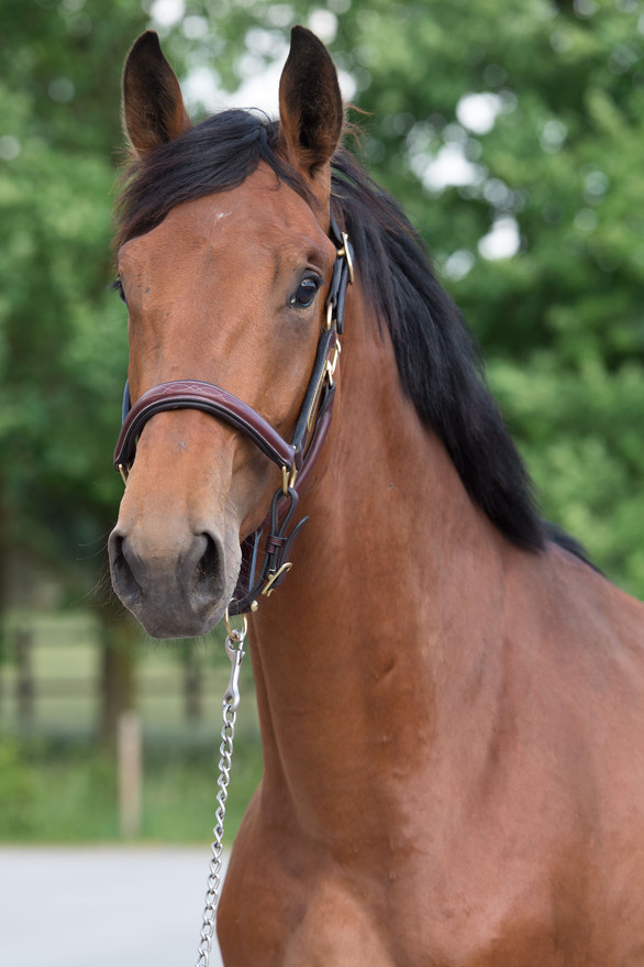 Fandango Semilly is a 2yr old by Diamond De Semilly and full brother to Rock N Roll Semilly who competes up to 1.60 level with Marlon Zanotelli