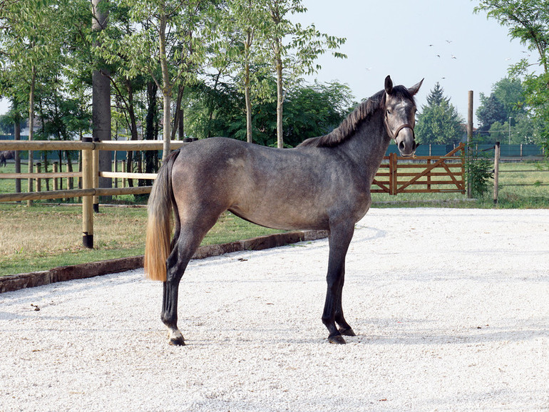 Kaprika (Cornet Obolensky x Calypso D’Herbiers) is the full-sister to Galan S, that has jumped on 1.60m level with both Katie Dinan and Beat Mändli. 