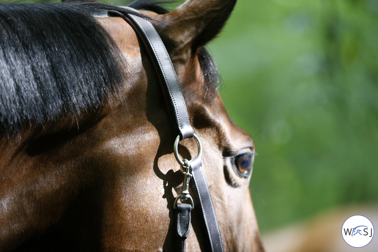 Photo © Jenny Abrahamsson for World of Showjumping