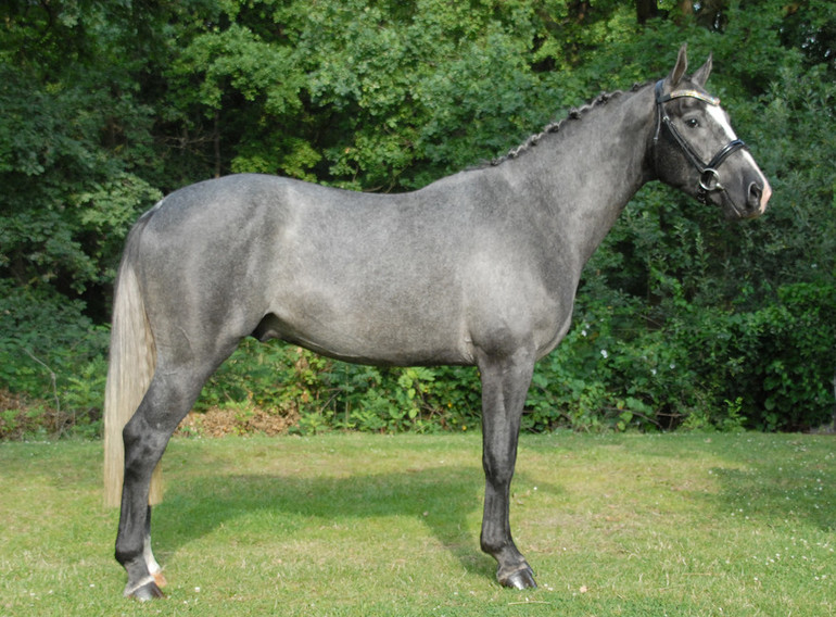 Lot 38 -  Jetset D’Amerloo (Dallas VDL Dams x Wolfgang)