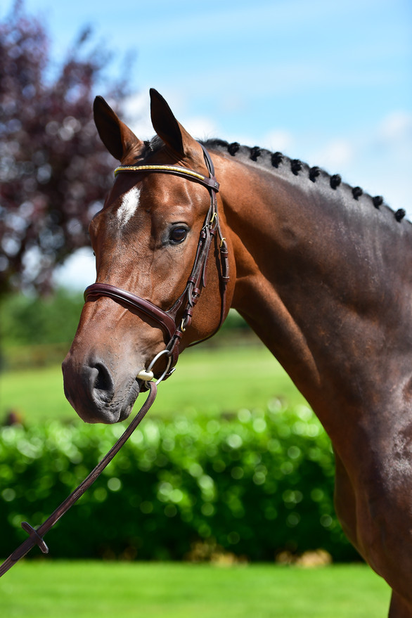 Lot 40 Jolly Coeur P (Arezzo VDL x Up To Date)