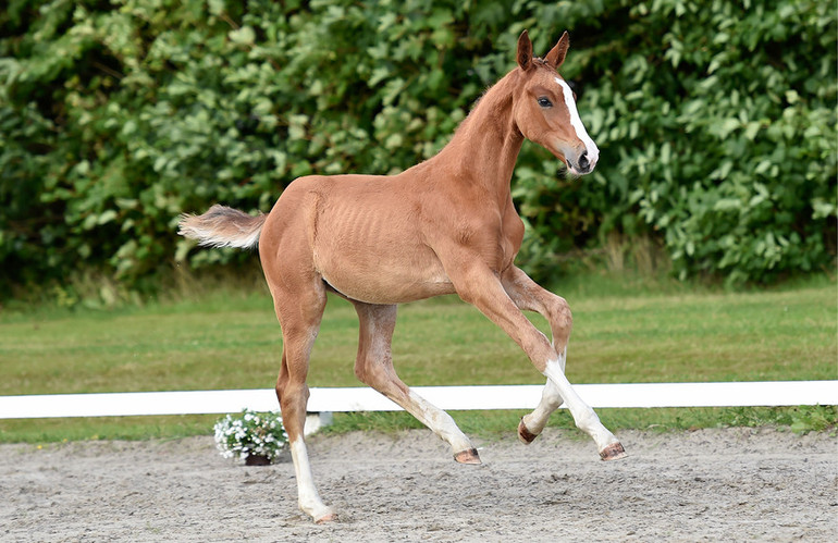 Catalogue number 442 Emett H (Emerald van Ruytershof x Cancara)