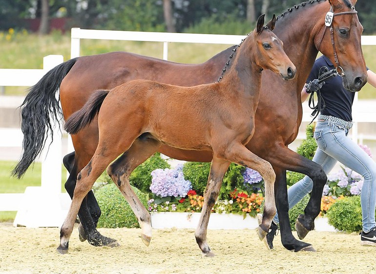 Cordial by Cornet Obolensky - Contender - Landgraf I - Coriander