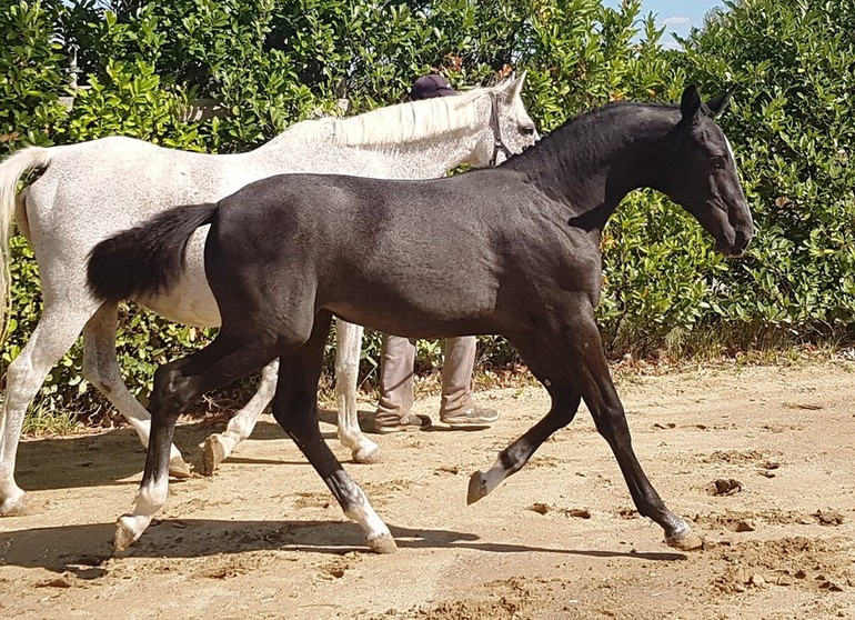 Lot 13 Diamant de Semilly x Cumano