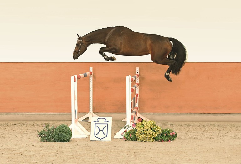 Catalogue no. 104 Catharina (Casall x Montender)