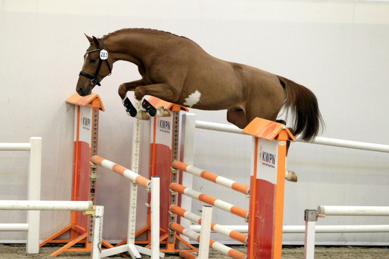 Photo (c) De Paardenkrant Horses.nl.