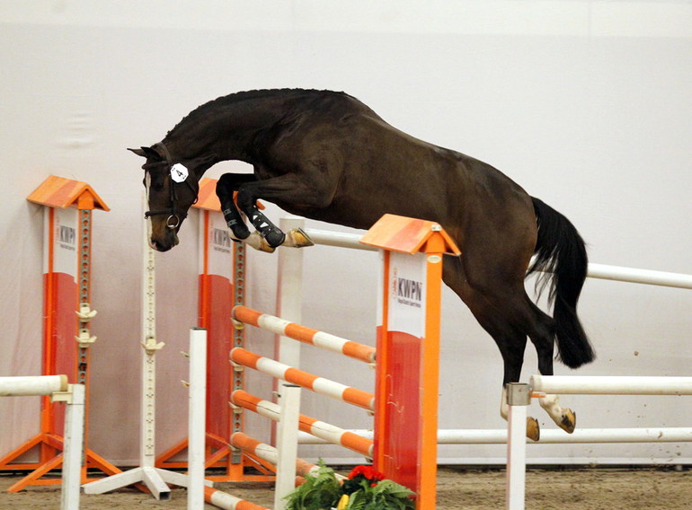 Photo (c) De Paardenkrant Horses.nl