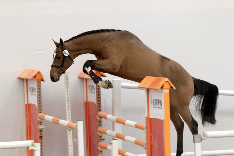 Photo (c) De Paardenkrant Horses.nl