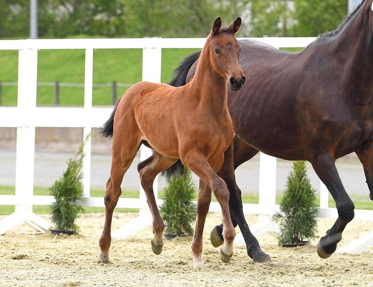 Image (c) Oldenburg Horse Center Vechta