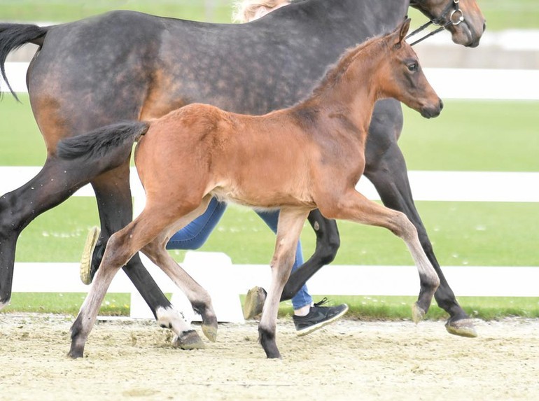 Image (c) Oldenburg Horse Center Vechta