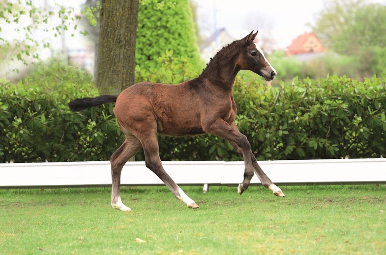 Photo (c) Holsteiner Foal Auction