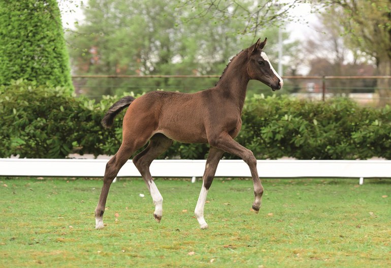 Photo (c) Holsteiner Foal Auction