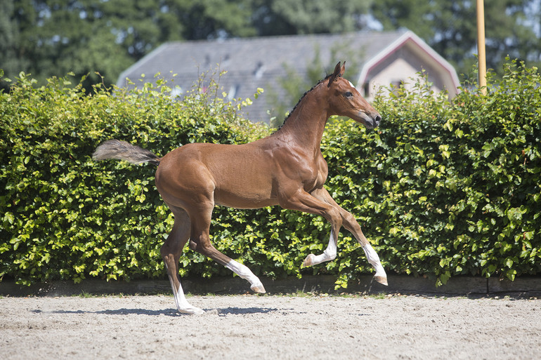 Photo (c) Elite Foal Auction Borculo 