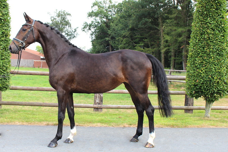 Lot 31 Katarina, dark bay KWPN mare born 2015 by Zapatero VDL x Lupicor