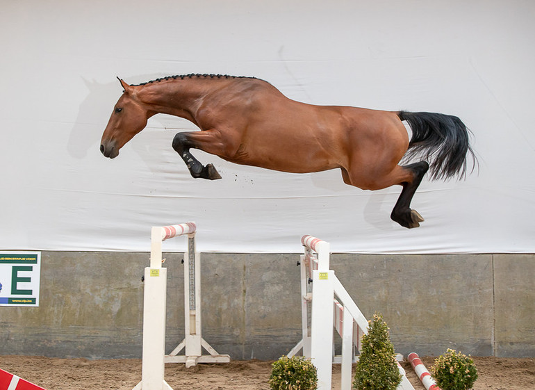 Lot 45 V-Power Z, 2015 bay Zangersheide gelding by Vagabond De La Pomme x Corofino I.