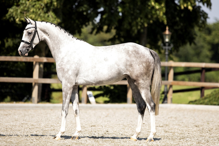 Lot 37 Kalotti - 2015 grey KWPN mare by Flying Dream x Concorde