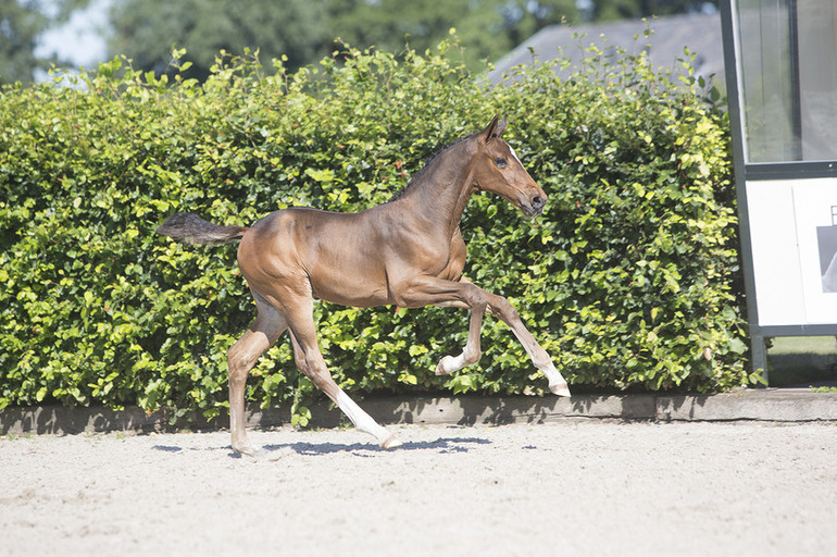 No.40 S. K van ’t Kattenheye (Harley VDL x Marius Claudius), out of the direct dam line of Vagabond de la Pomme.