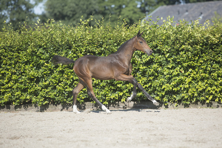 No.5 Baloulotte van de Eijkhof Z (Balou du Rouet x Elanville), sister to Chic Hin D Hyrencourt, winner of the CSI Twente Grand Prix. 