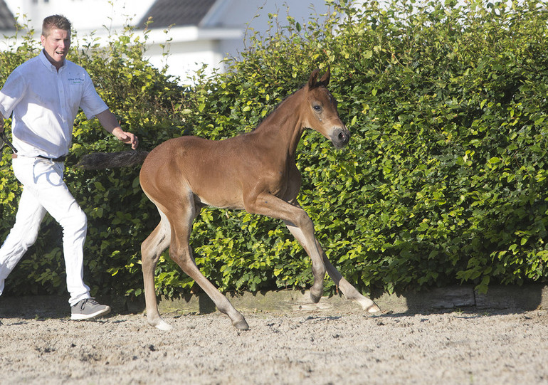 No.52 Narina I W (Thunder van de Zuuthoeve x Heartbreaker), out of a sister to Explosion W (Ben Maher).  