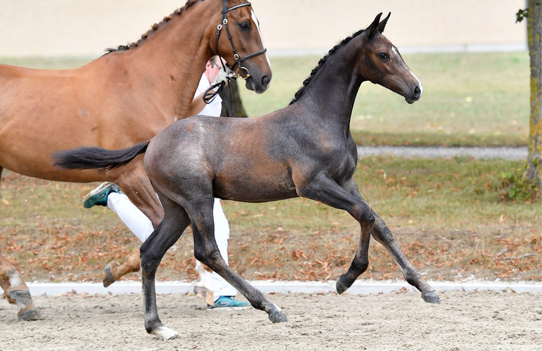 417 CALL OF DUTY by Cornet Obolensky x Baloubet du Rouet x Cento