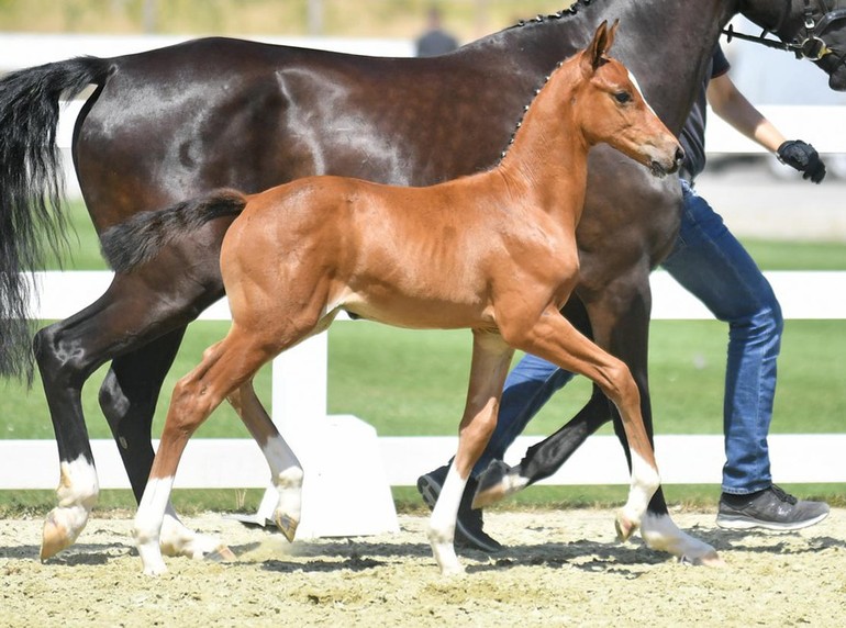 El Carino by Emerald van’t Ruytershof - Balou du Rouet - Cordalmé