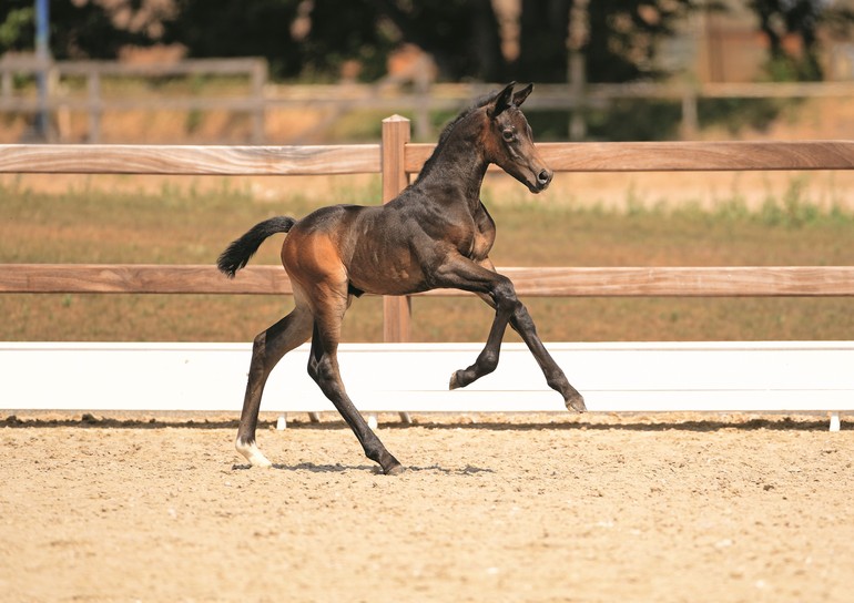 Photo (c) Holsteiner Foal Auction Sale
