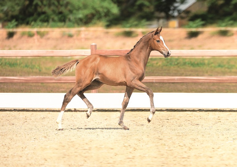 Photo (c) Holsteiner Foal Auction Sale