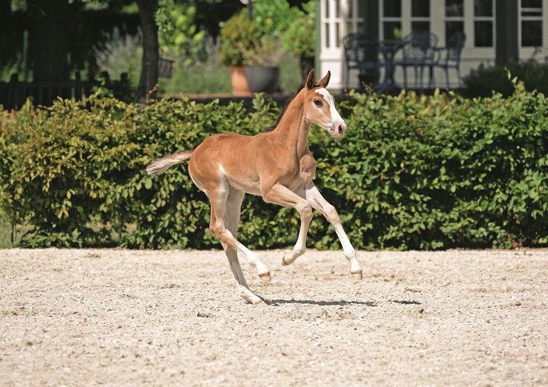 Photo (c) Holsteiner Foal Auction Sale