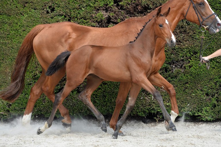 Sagrance: The second dam of this foal is the famous Fragance de Chalus