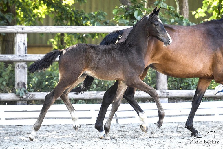 No. 2 Balou´s Son by Balou du Rouet. 