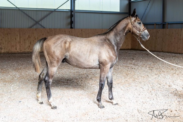 Standardbred Kriterie Auction